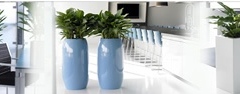 Footer-Office-Plants-