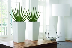Office-Plants-Spiky-White Pots