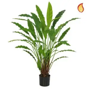Realistic Calathea Plant